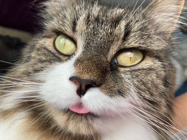 The Art of Humour: Not Taking the Self so Seriously