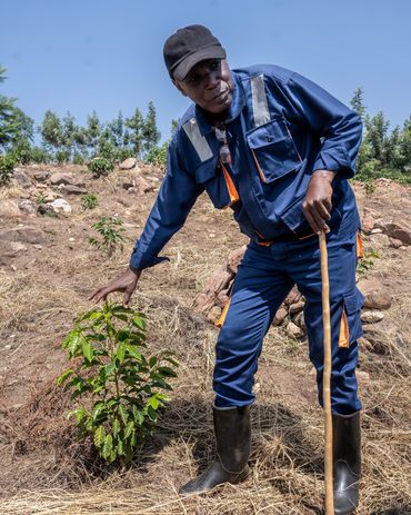 Man in blue work clothes inspecting a young plant in a dry field.