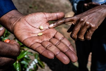 Close-up of two coffee beans in a hand with another hand pointing at them.
