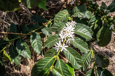 Close-up of coffee plant with white flowers and green coffee cherries.