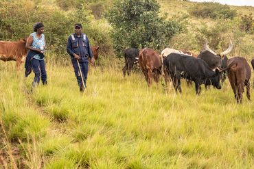 Two farmers walking in a grassy field with grazing cattle.