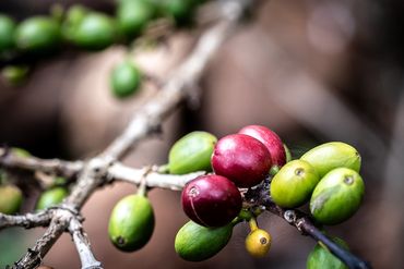 Close-up of ripening coffee cherries on a branch.