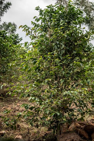 A coffee plant with green coffee cherries growing in a natural setting.