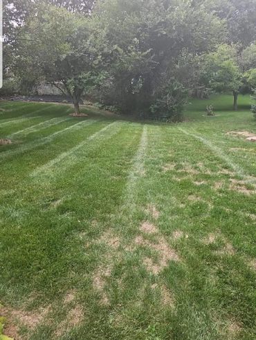 Lawn with long straight mowing lines from a fresh cut maintenance service.