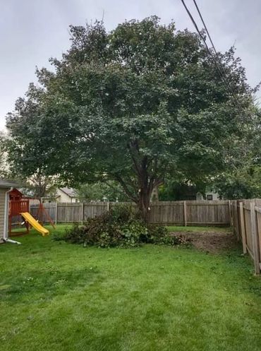 Picture of a customers back yard with a tree that was just trimmed.