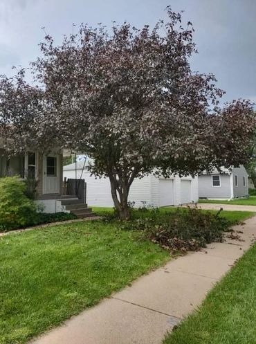 Picture of a tree recently trimmed to allow more room underneath.