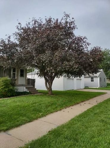 A tree with that had recently had low branches cut off to allow walking under.