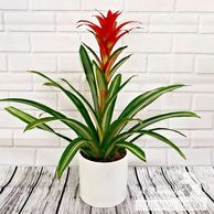 Bromeliad in white pot
