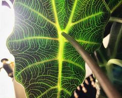 Alocasia ,elephant ear