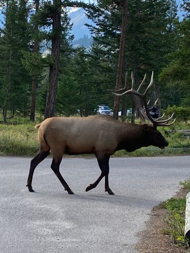 Jasper elk wild life sighting on bike tour national park
