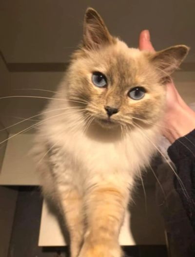 A beautiful grey cat.