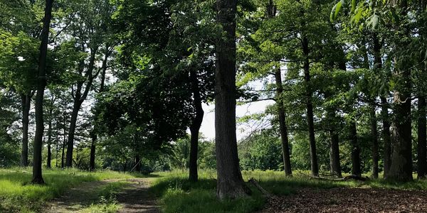 A sunlit forest path surrounded by tall green trees.