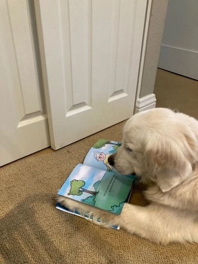 Dog Reading a book.
Children's police book.
Police Officer Dog Book.
Cop Dog Children's book.
