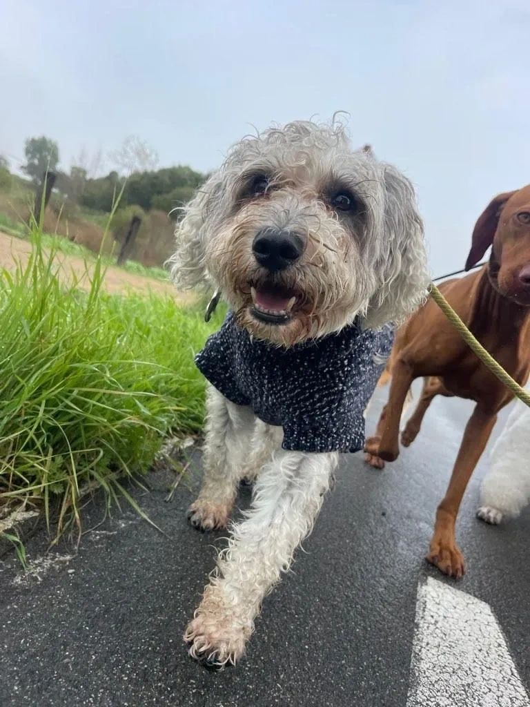 Cop Dog on walk
Dog Officer Children's book.
k-9 Poodle
Police Dog on a walk