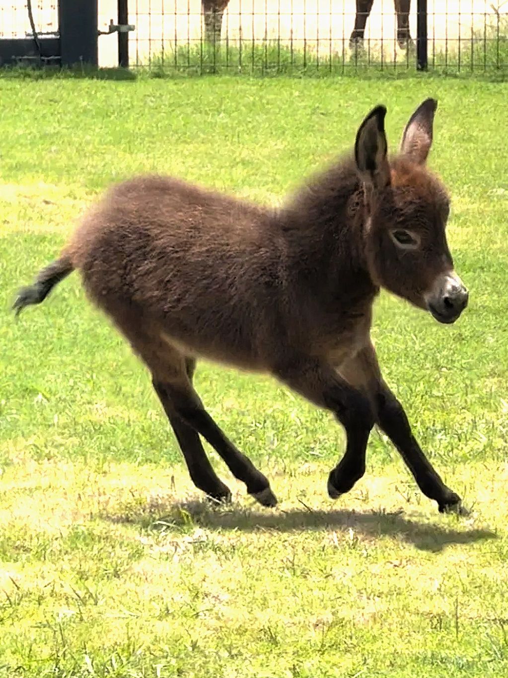 A playful baby donkey running on grass.