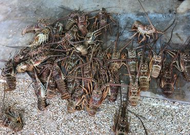 Good night on the water