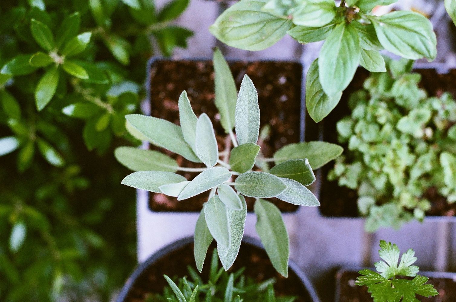 Growing plants in pots on a city balcony – simple and authentic urban gardening