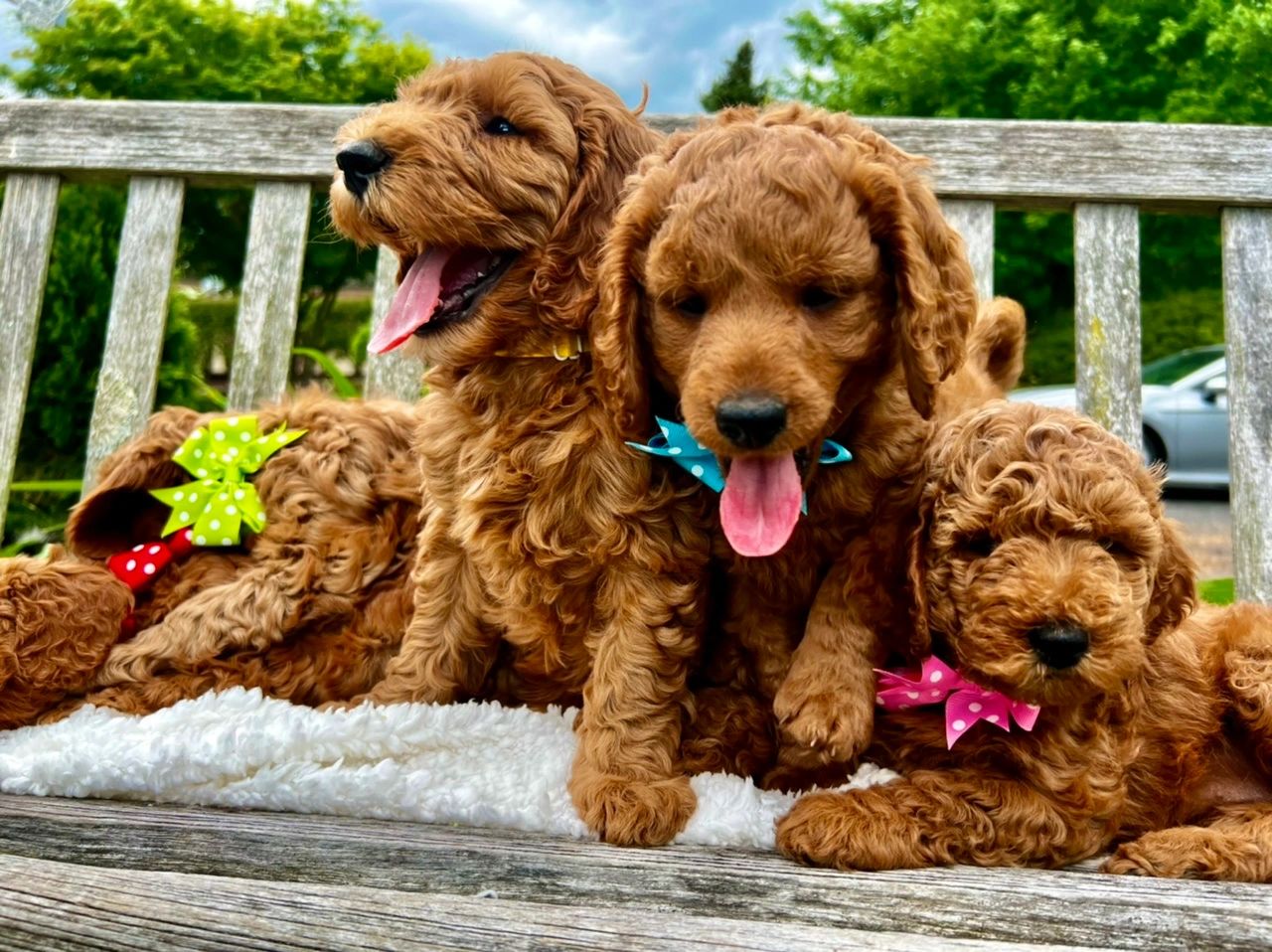 A beautiful bunch of red Mini Goldendoodle puppies