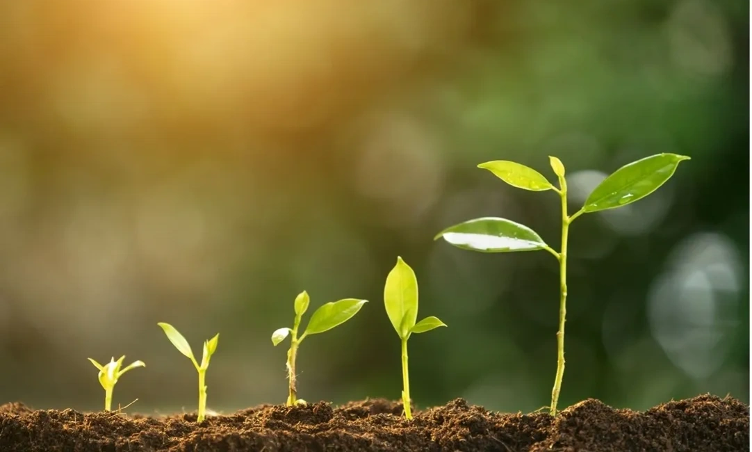 Six small plants growing progressively taller in soil under sunlight.