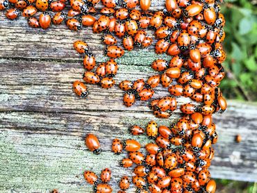 Lady bugs