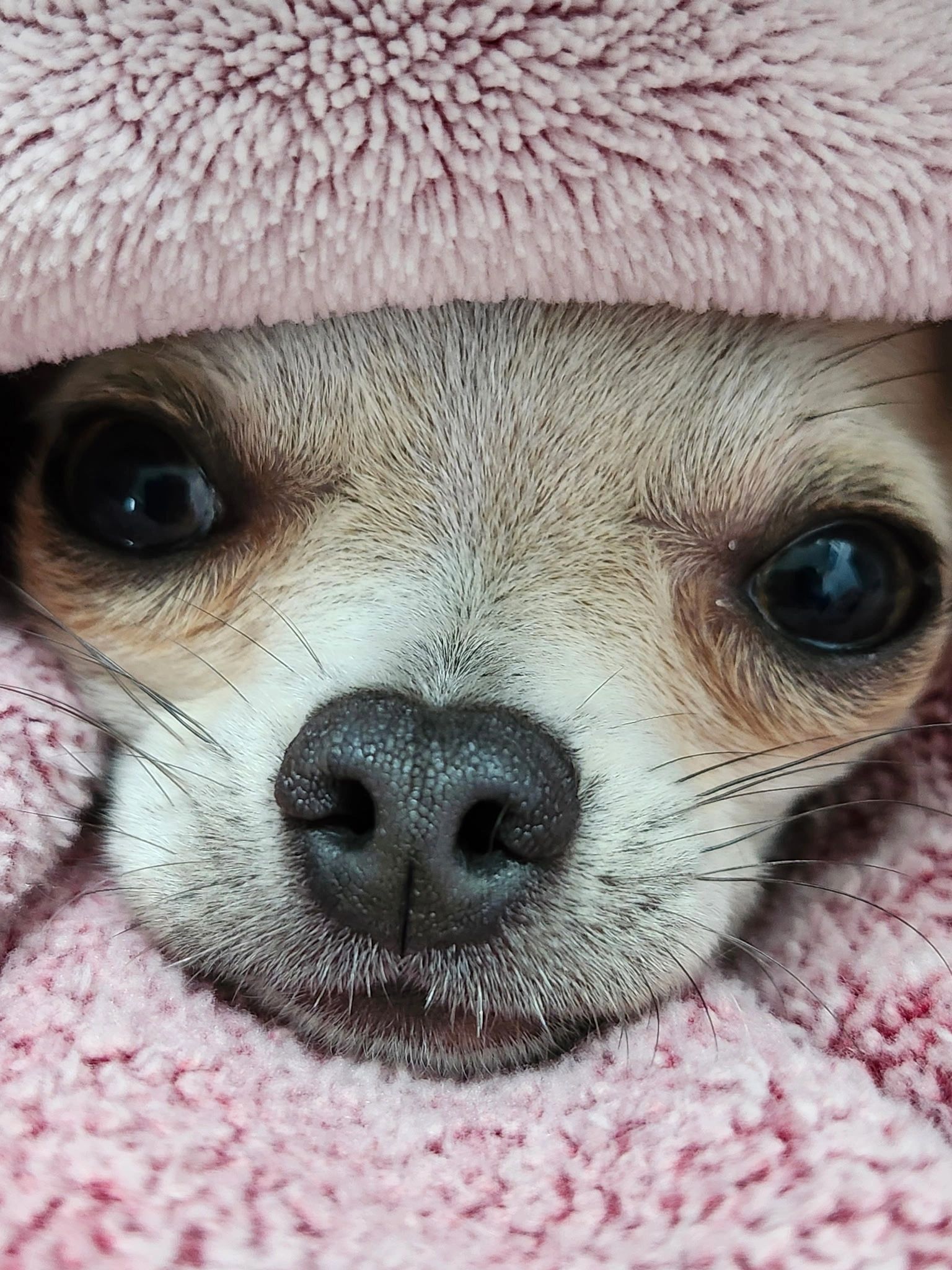 Baxters chihuahuas