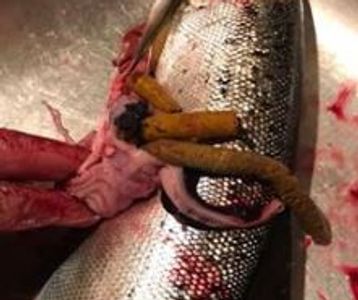 Plasticol lures get stuck in the fish's belly.