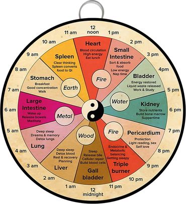 Traditional Chinese medicine clock showing organ activity and energy flow throughout the day.