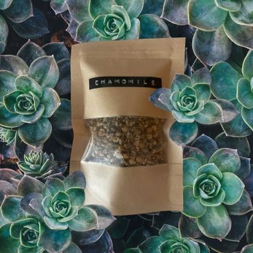 Brown paper bag of chamomile on green succulent plants.