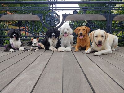 Six dogs sitting in a row on wooden floor.