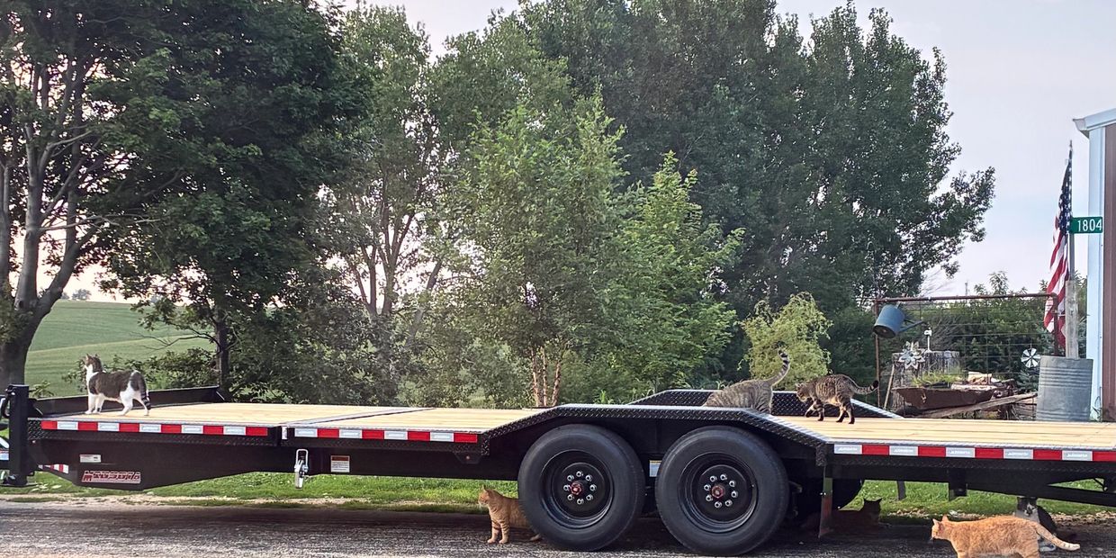 Multiple cats on and around a trailer in a rural area.