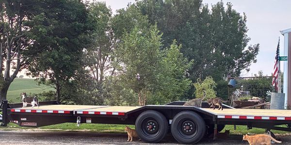 Cats hanging out on Wild Cat Worx trailer.