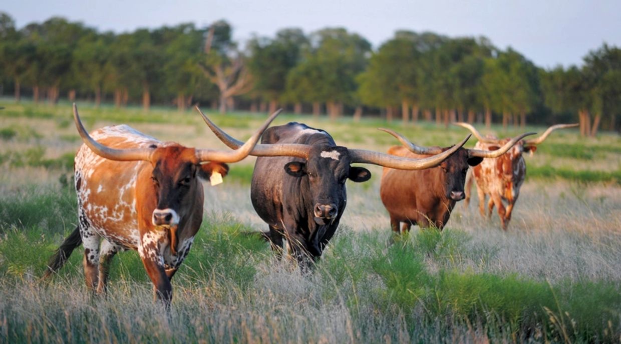 About Texas Longhorns