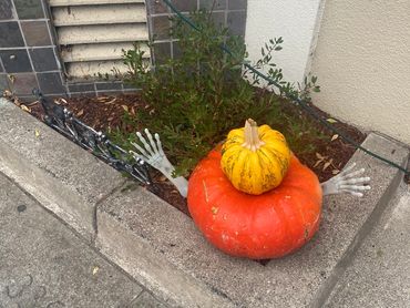 Two pumpkins with decorative skeleton hands in a small garden bed.
