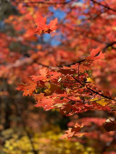 Bright red autumn leaves on a tree branch with a blurred background.