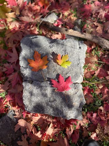 Three colorful autumn leaves on a gray stone with fallen leaves around.