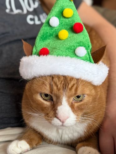 Ginger cat wearing a Christmas tree hat with colorful pom-poms and a gold star.