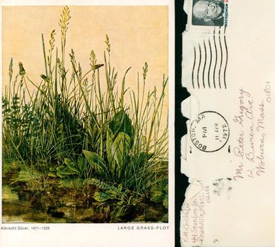 A glossy postcard with Albrecht Dürer's Large Grass Plot Watercolor painted in 1503.