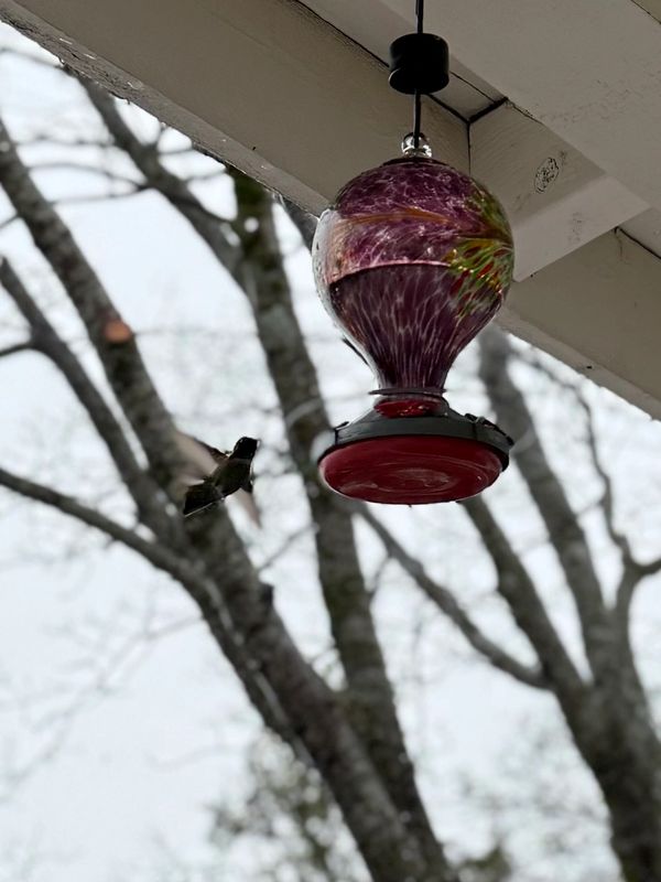 Hummingbird