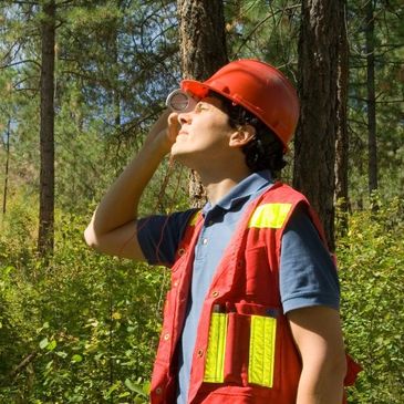 Tree risk assessment consultation by licensed arborist