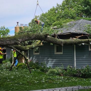 Marv’s Tree Service crew removing a large tree near an Omaha home