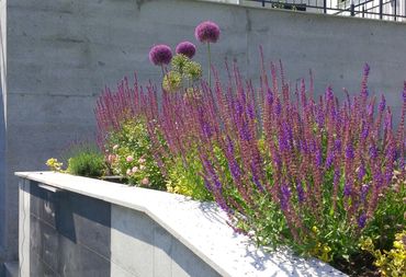 Salvia, Alium, rosa