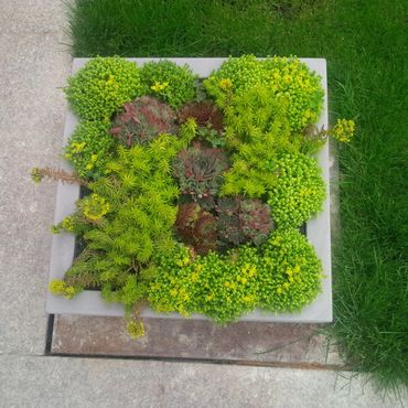 пано от суколенти