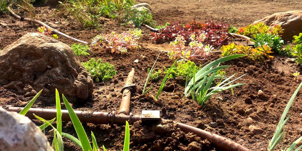 цветя, скали, капков маркуч, терен