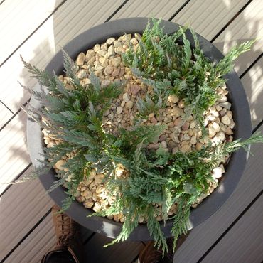 кашпа с juniperus horizontalis Blue Chip, посипана с камъчета