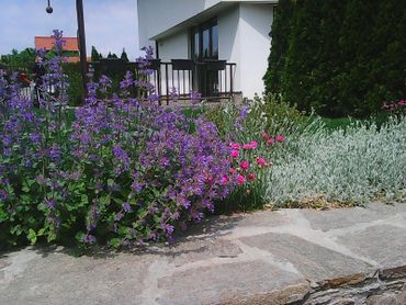 Nepeta, Armeria,Cerastium