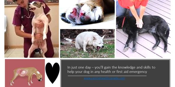 Multiple Images together depicting dogs needing medical attention