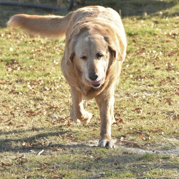 Golden retriever walking on grassy ground outdoors.