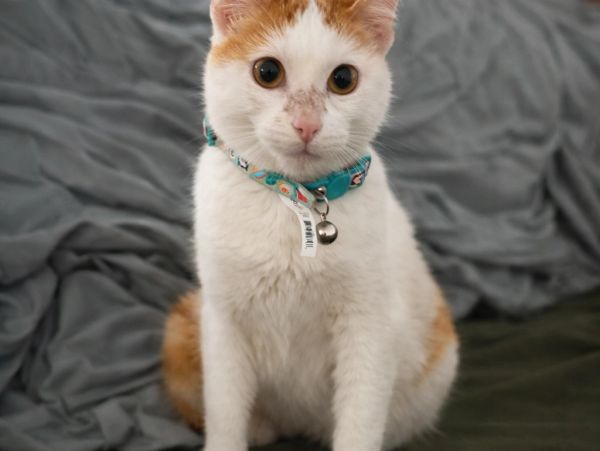 White and orange cat wearing a blue collar, sitting on a green blanket.