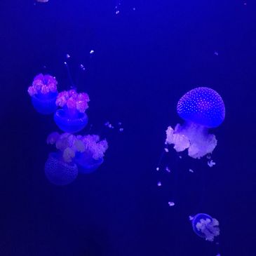 Floro Blues Jelly fish by CoCo Harris