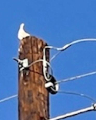 I took this picture of the white dove that followed Jesus Christ ministry who is called the Holy Spi